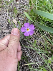 Phlox roemeriana