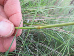Festuca costata