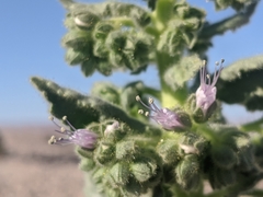 Phacelia palmeri