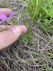 Phlox roemeriana