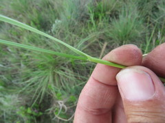 Festuca costata