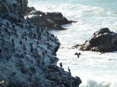 Phalacrocorax punctatus punctatus