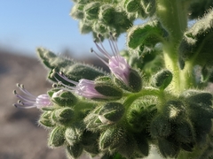 Phacelia palmeri