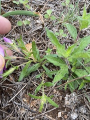 Phlox roemeriana