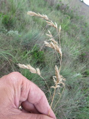 Festuca costata