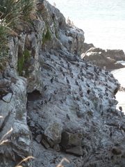 Phalacrocorax punctatus punctatus