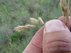 Festuca costata