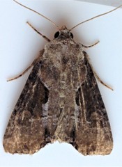 Lateroligia ophiogramma