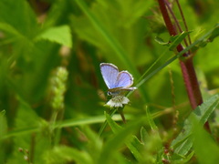 Hemiargus hanno hanno