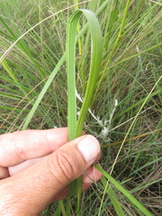 Festuca costata