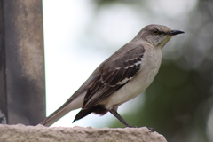 Mimus polyglottos image