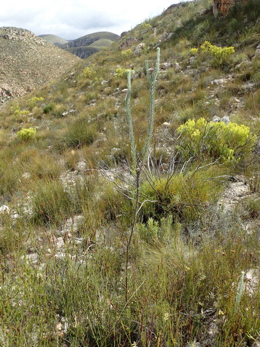 Image of Athanasia pinnata by (c) Nicola van Berkel, some rights reserved (CC BY-SA)