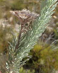 Athanasia pinnata