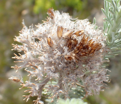 Image of Athanasia pinnata by (c) Nicola van Berkel, some rights reserved (CC BY-SA)