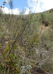 Argyrolobium polyphyllum