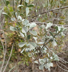 Argyrolobium polyphyllum