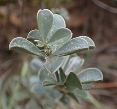 Argyrolobium polyphyllum