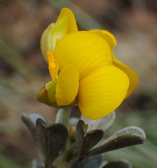 Argyrolobium polyphyllum