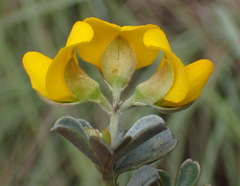 Argyrolobium polyphyllum