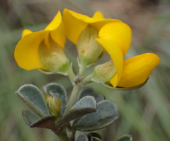 Argyrolobium polyphyllum