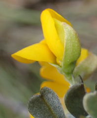 Argyrolobium polyphyllum