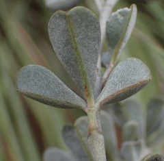 Argyrolobium polyphyllum