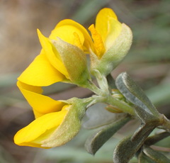 Argyrolobium polyphyllum