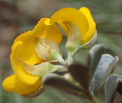 Argyrolobium polyphyllum