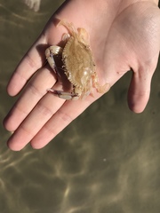 Callinectes bellicosus