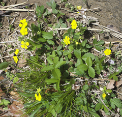 Potentilla freyniana