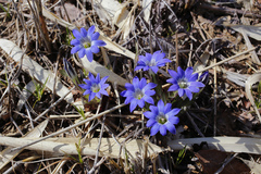 Gentiana thunbergii thunbergii