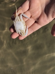 Callinectes bellicosus