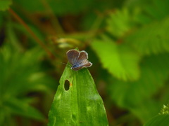 Hemiargus hanno hanno