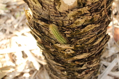 Harrisia aboriginum