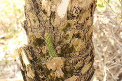Harrisia aboriginum
