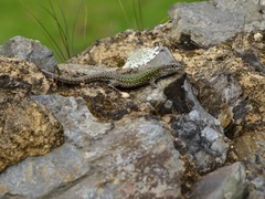 Podarcis carbonelli carbonelli