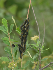 Spiraea crenata