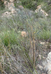 Argyrolobium polyphyllum