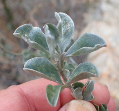 Argyrolobium polyphyllum