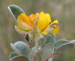 Argyrolobium polyphyllum