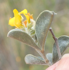 Argyrolobium polyphyllum