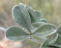 Argyrolobium polyphyllum