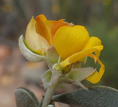 Argyrolobium polyphyllum