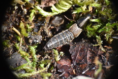 Ocypus aeneocephalus