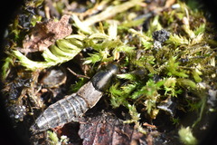 Ocypus aeneocephalus