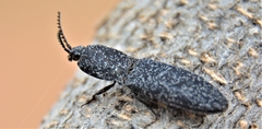 Lacon punctatus