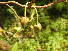 Ternstroemia