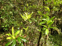 Ternstroemia