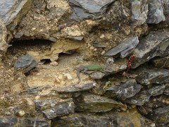 Podarcis carbonelli carbonelli