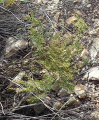 Muraltia juniperifolia